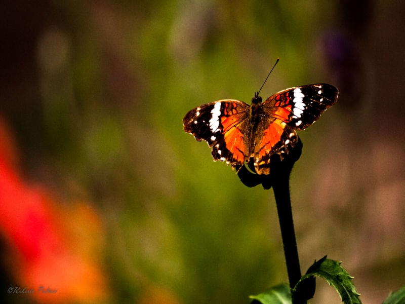 BORBOLETA LARANJA E PRETA-2