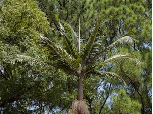 PALMEIRA E PINHEIRO