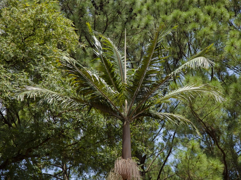 PALMEIRA E PINHEIRO