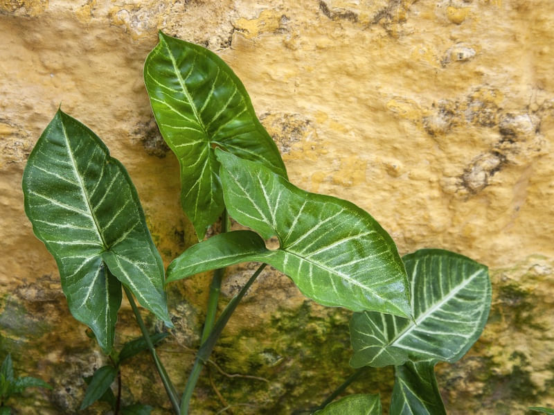 FOLHAGEM NO MURO AMARELO 2