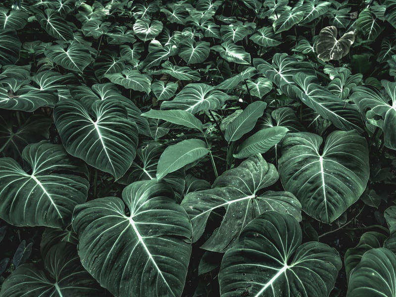 JARDIM DO ÉDEN - PAISAGEM
