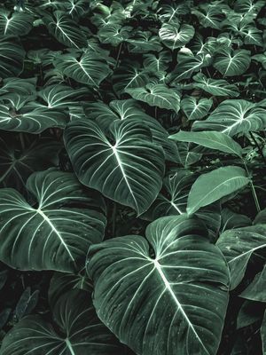 JARDIM DO ÉDEN - VERTICAL