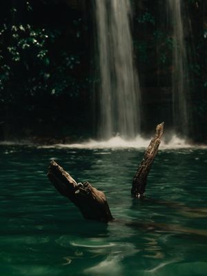 WOOD FALL