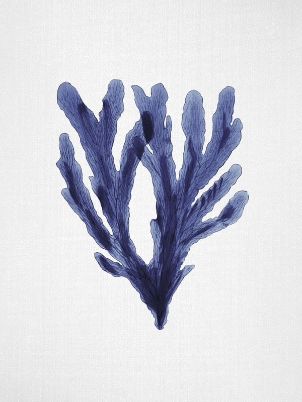 SEAWEED 6