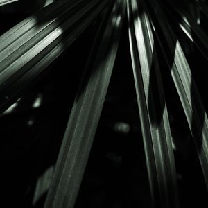 VERDE E SOMBRAS