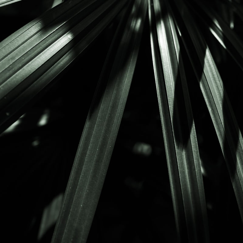 VERDE E SOMBRAS