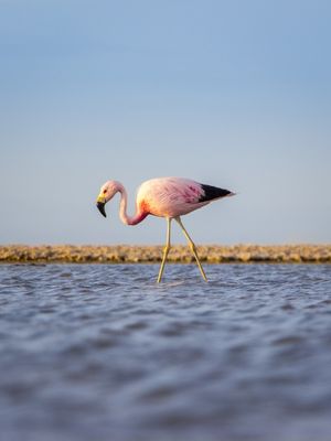 FLAMINGO ROSA EM SEU HABITAT NATURAL | DESERTO DO ATACAMA - RETRATO