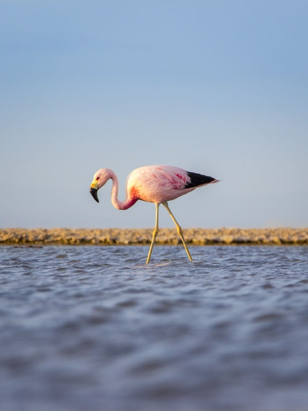 FLAMINGO ROSA EM SEU HABITAT NATURAL | DESERTO DO ATACAMA - RETRATO