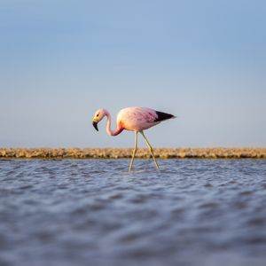 FLAMINGO ROSA EM SEU HABITAT NATURAL | DESERTO DO ATACAMA - QUADRADO