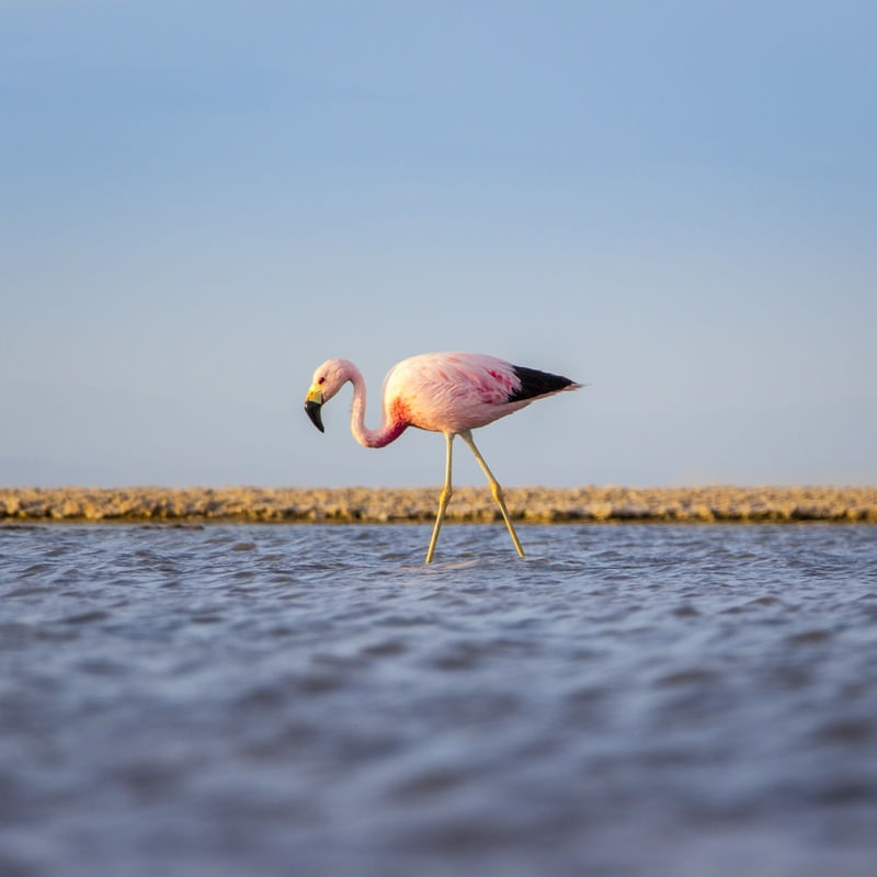 FLAMINGO ROSA EM SEU HABITAT NATURAL | DESERTO DO ATACAMA - QUADRADO