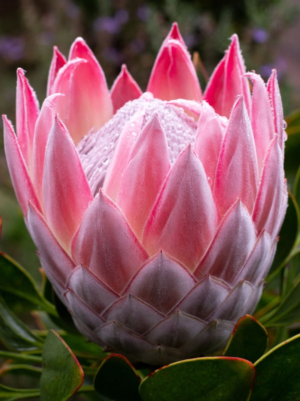 ROSA PROTEA