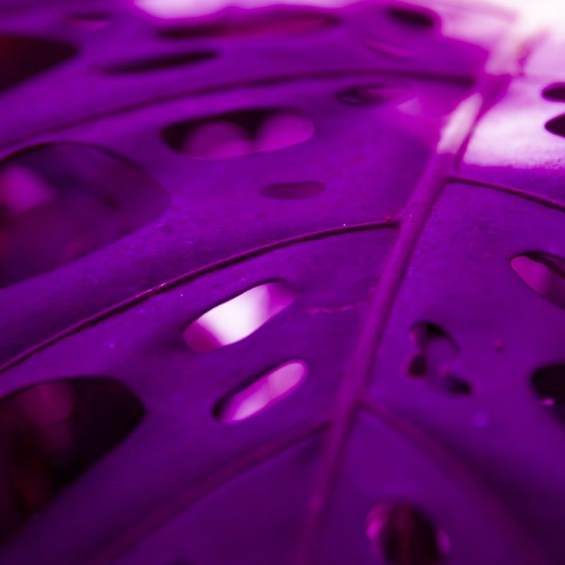 TUDO ROXO