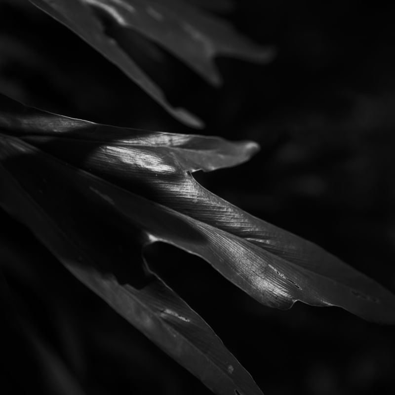 LUZ NATURAL PB