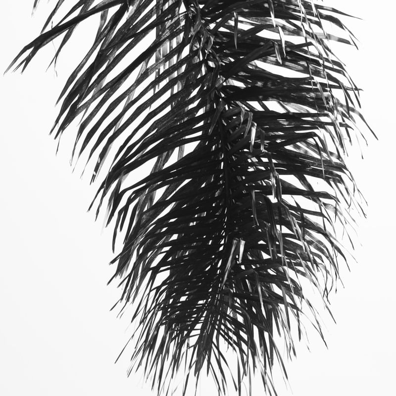 FOLHAGEM MINIMALISTA II