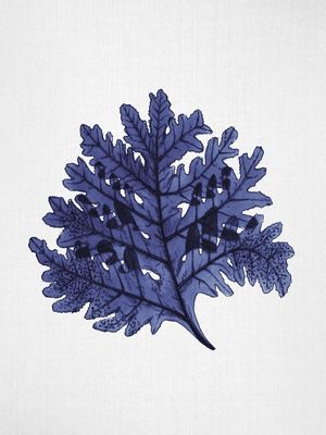 SEAWEED 7