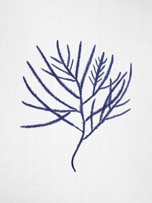 SEAWEED 3