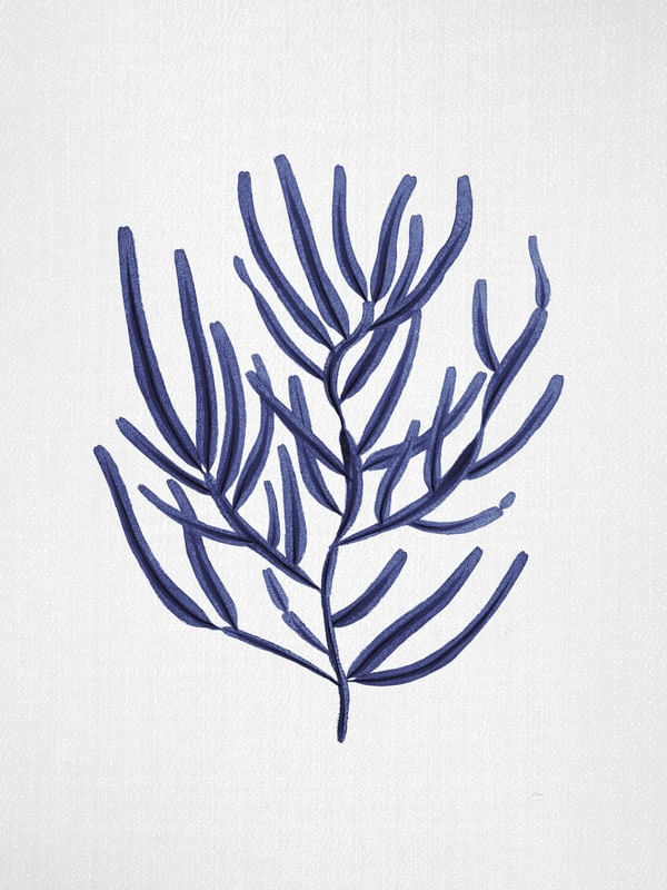 SEAWEED 4