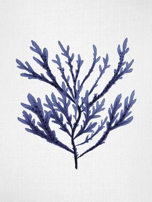SEAWEED 5