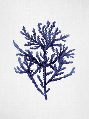 SEAWEED 8