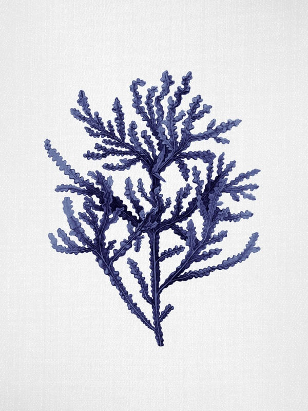 SEAWEED 8