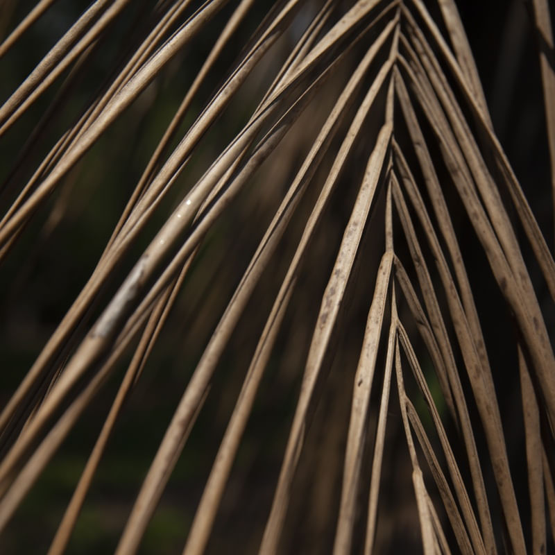 FOLHAS - DETALHES