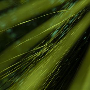 LINHAS PARALELAS VERDES