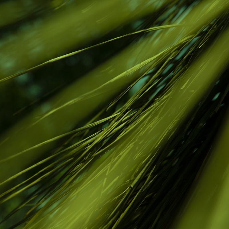 LINHAS PARALELAS VERDES