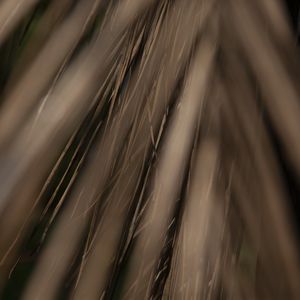 PARALELAS NATURAIS