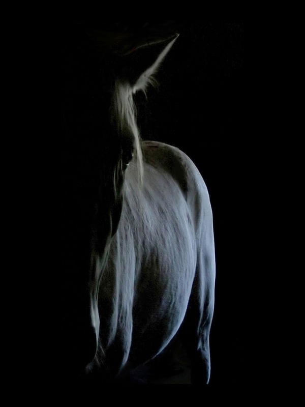 HORSE...