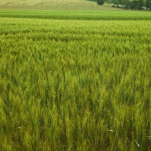 O TRIGO VERDE