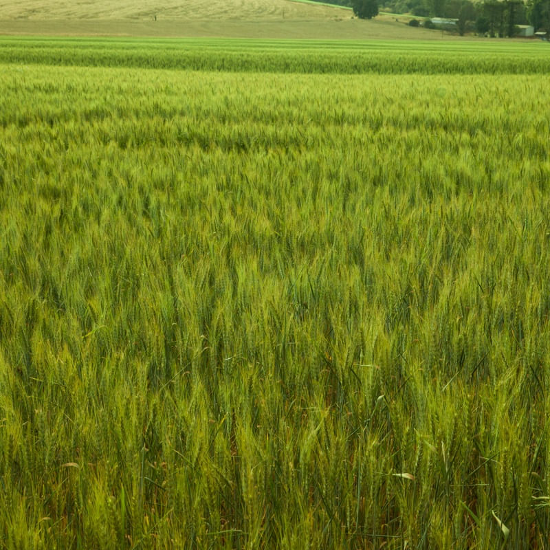 O TRIGO VERDE