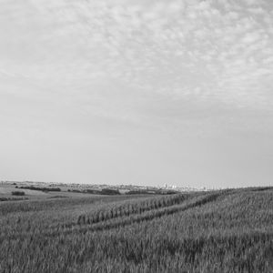 PAISAGEM - TRIGO