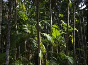 FLORESTA TROPICAL 2022 4