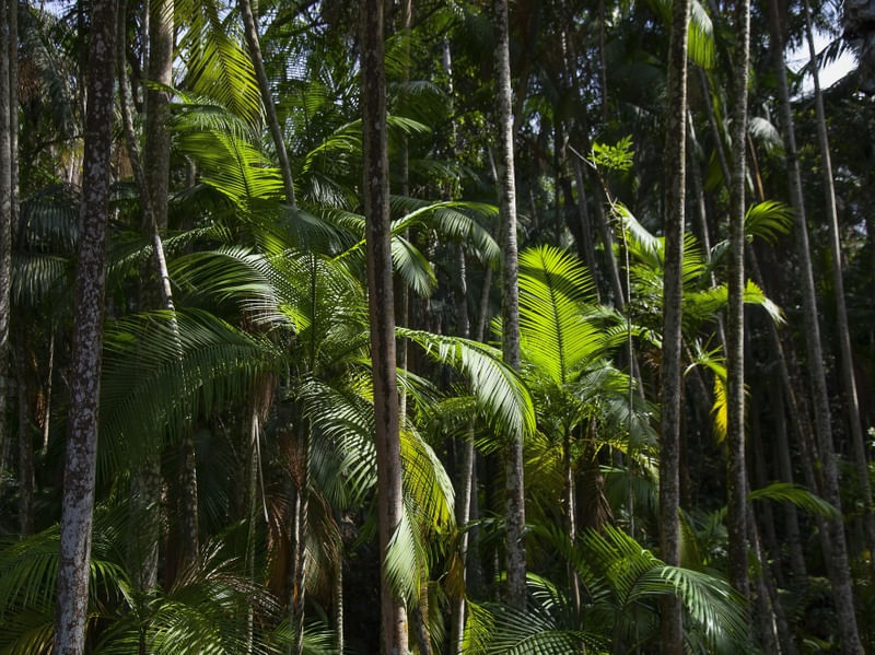 FLORESTA TROPICAL 2022 4