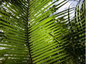 FLORESTA TROPICAL 2022 5