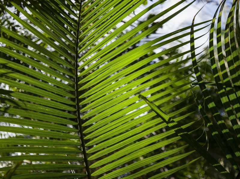 FLORESTA TROPICAL 2022 5
