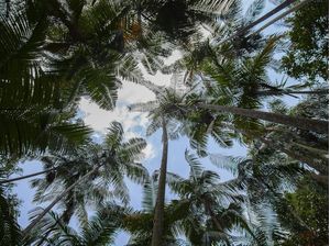 FLORESTA TROPICAL 2022 6