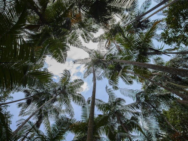 FLORESTA TROPICAL 2022 6