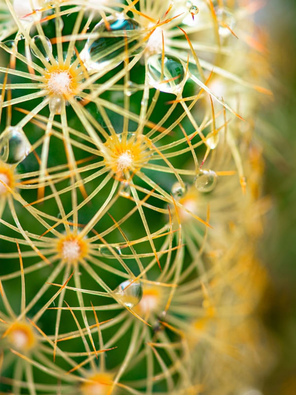 CACTIANDO PT. II
