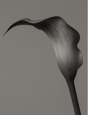 TULIPAA