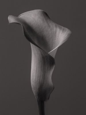 TULIPA2