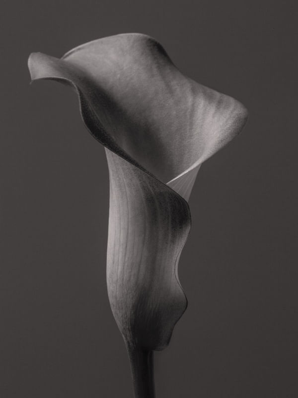 TULIPA2