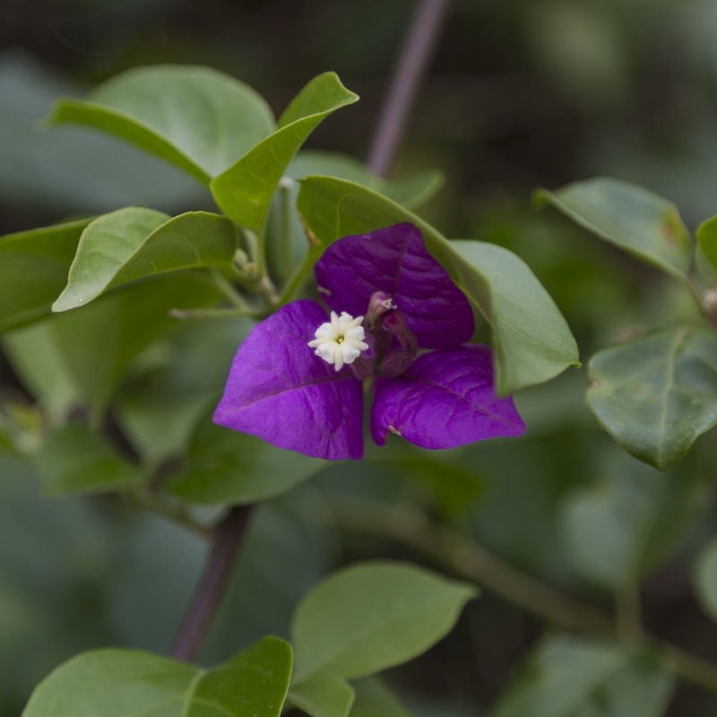 BOUGAINVILLEA I