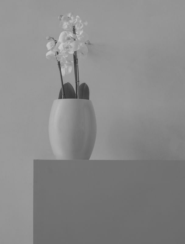 ORQUIDEA VENEZA