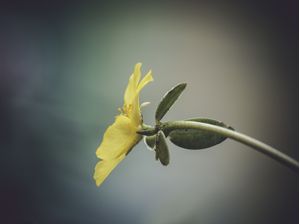 FLOR AMARELA SOLITÁRIA I