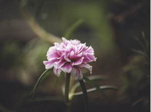 FLOR ROSA SOLITÁRIA I