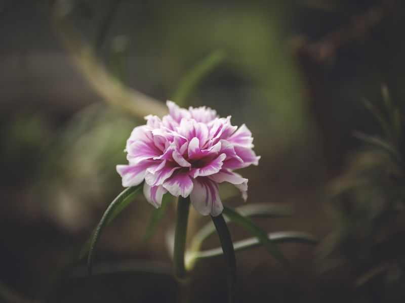FLOR ROSA SOLITÁRIA I