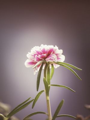 FLOR SOLITÁRIA ROSA II