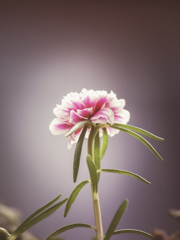 FLOR SOLITÁRIA ROSA II