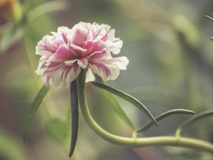 FLOR SOLITÁRIA ROSA III